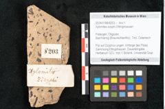 Foto (Objekt + Etikett) von Xylomites zizyphi Ettingshausen (NHMW-GEO-2024-0188-8203)